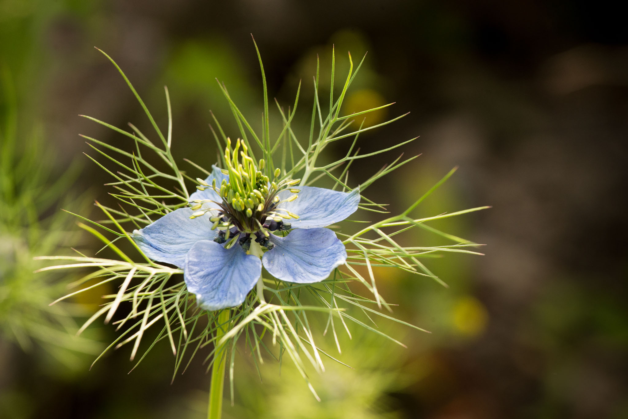 Fleur de nigel
